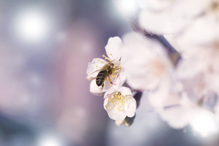 蜜蜂在一朵白花上采集花粉图片