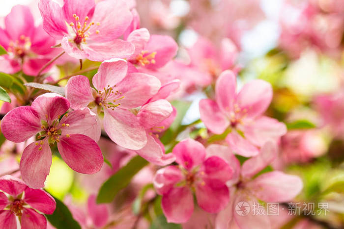 粉红色的花朵盛开的苹果树特写许多蟹花水平背景