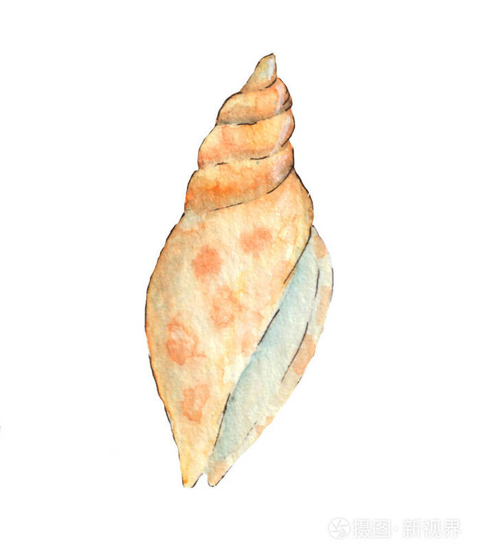 手工绘制水彩画贝壳孤立在白色背景上