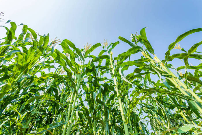 青玉米地滑土附近的一排玉米种植园