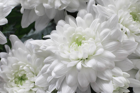 白花的蓓蕾照片