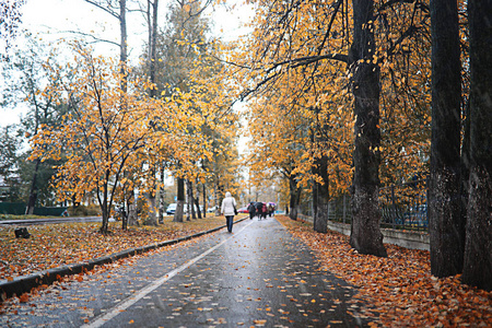 公园里的秋雨图片