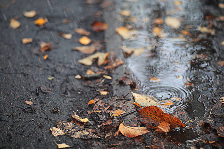 公园里的秋雨图片