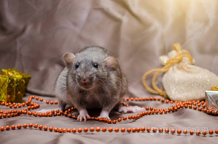 棕色背景的灰色老鼠刺猬标准小飞象坐在新年包和礼物旁边有着黄色的