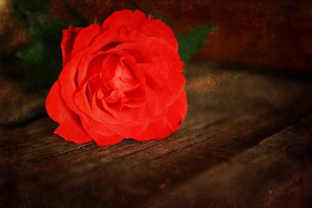复古效果图玫瑰花蕾图片