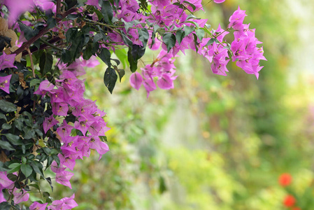 花园里的紫薇花图片