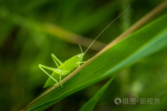 可爱的翠绿草蜢在绿草叶片上