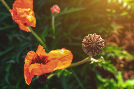 罂粟头特写.房子附近地块上的观赏植物照片