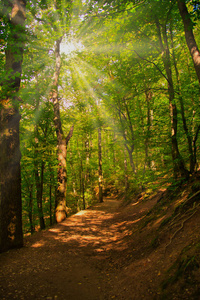 阳光穿过树林的林间小路图片