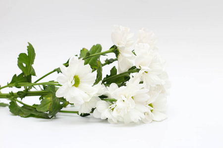 白色背景上孤立的一束白菊花照片
