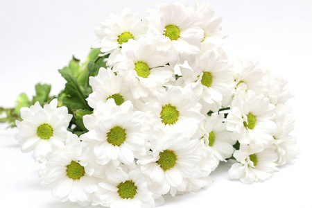 一束菊花图片