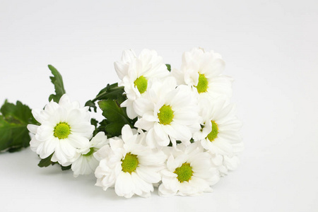 孤立的白菊花白色背景上孤立的一束白菊花照片