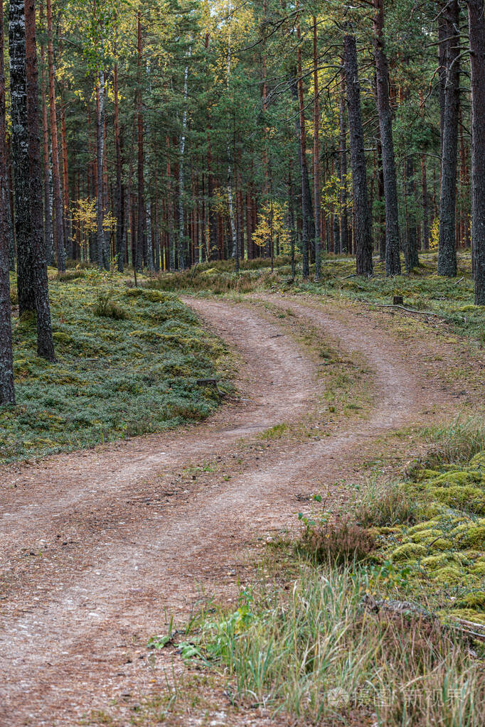 树林中狭窄的小路