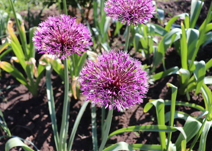 紫色的大灯泡.葱属多年生草本球茎植物,有强烈的洋葱或大蒜气味.照片