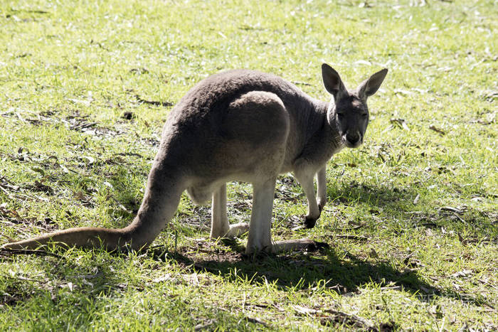 这是一只雌性红袋鼠