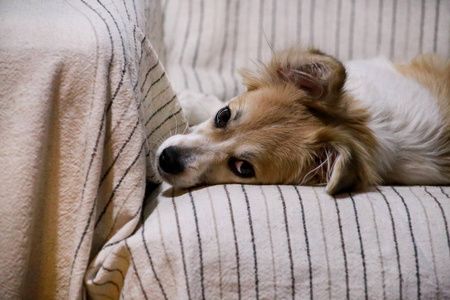 狗在家波士顿犬的画像甜狗品种躺在地板上休息红色的彩色和五颜六色的