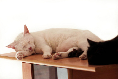 两只可爱的雌性猫咪在家里舒适地坐在木制的柜子里,睡得很香,早上也很