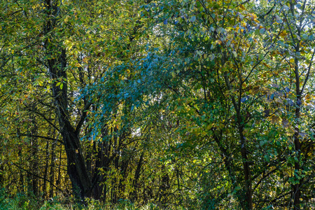 森林灌木丛中秋天的树木图片