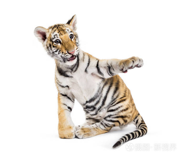 两个月大的小老虎坐在白色的背景下