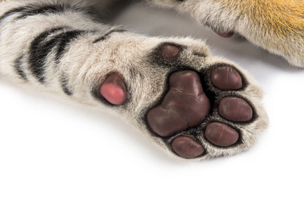 特写,两个月大的小老虎趴在地上,被隔离在上面照片