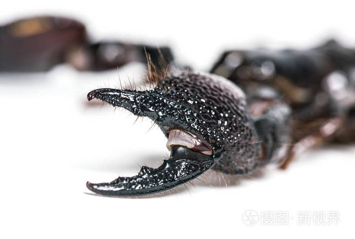 emperor scorpion, pandinus imperator, pincers in close up