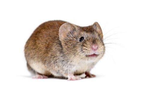 田鼠啮齿动物图片