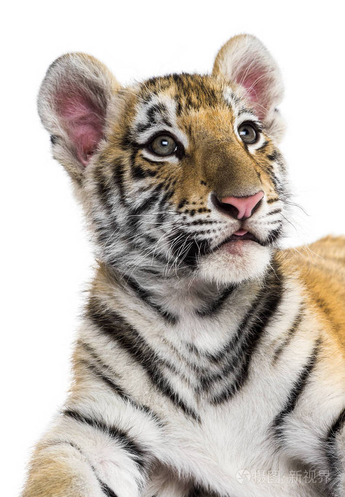 白色背景下两个月大的小老虎的特写镜头