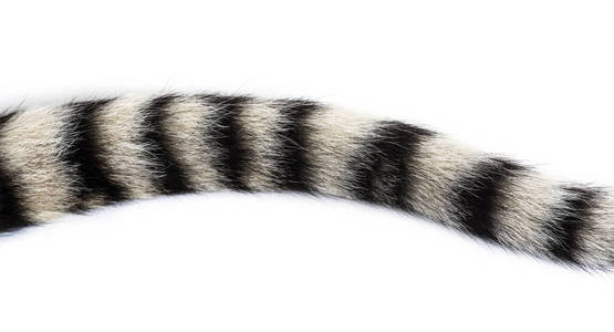 两个尾巴两个月大的小老虎尾巴与白背羚的特写镜头照片