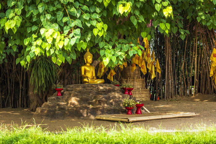 菩提树下的佛像之美