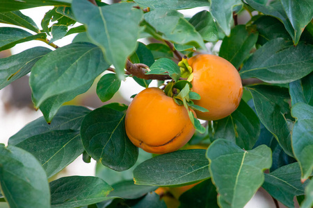 秋天花园里结着成熟柿子果实的柿子树.卡基李树.柿子.