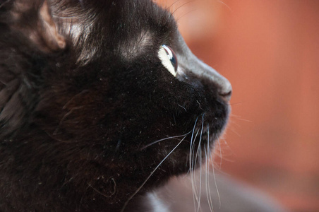 美丽的黑猫看向别处,特写侧面.动物节和猫日照片