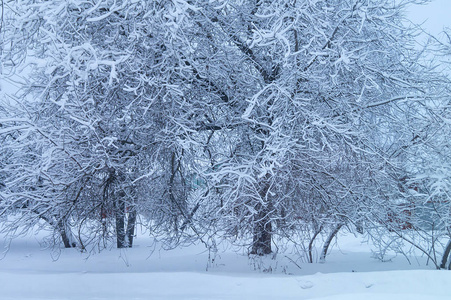 树枝上有雪的冬季背景图片