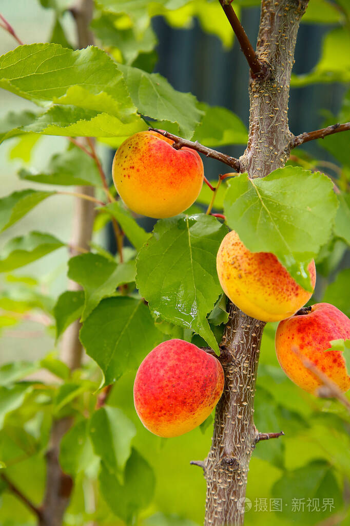 黄红色的杏子挂在树上成熟分支结构或背景