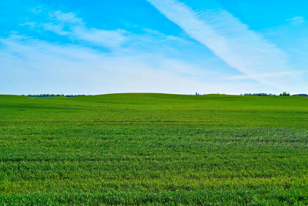 蓝天背景下的绿地农业景观照片