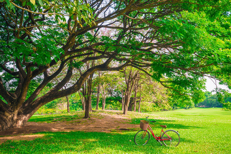 绿城公园树下的红色自行车图片