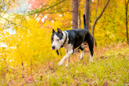 斗牛黑白美国参谋部的狗在公园散步.大狗.聪明的狗.浅色.家庭宠物.