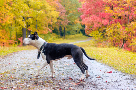 参谋部美国参谋部的狗在公园散步.大狗.聪明的狗.浅色.家庭宠物.