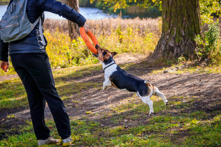 狗杰克拉塞尔狗在公园散步.家庭宠物.在公园里遛狗.秋天公园.照片