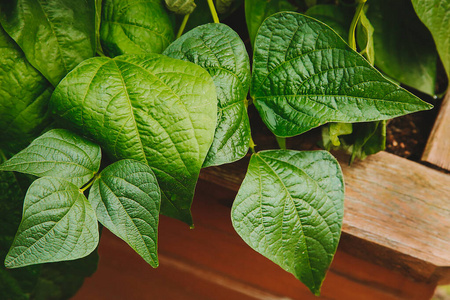 在绿豆叶的床上.质地还是背景照片