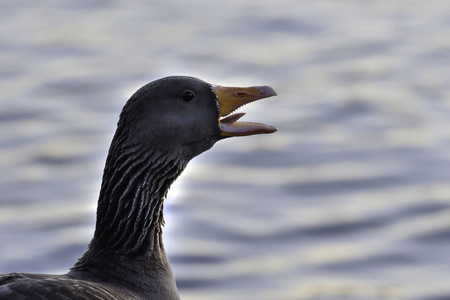 水鸭子声下载图片