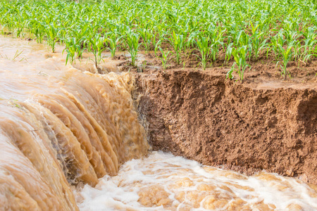 水灾对玉米地的危害图片