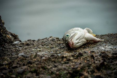 鱼头海滩海滩上留下的死鱼头照片