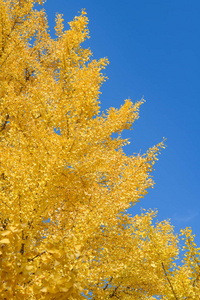 美丽的银杏树,金黄的叶子在秋天的海边日本秋季最著