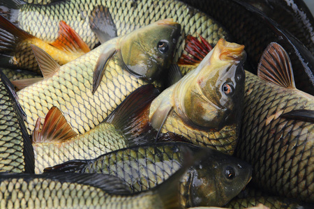 海鲤鱼鲜捕活鲤鱼照片