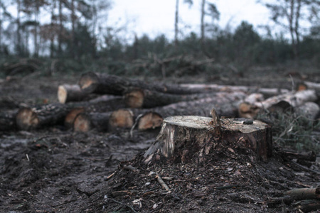 在冬秋森林里收割柴火.锯木厂沼泽化技术与环境灾害.动植物的破坏照片