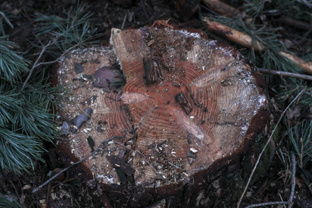锯木厂沼泽化技术与环境灾害.动植物的破坏照片