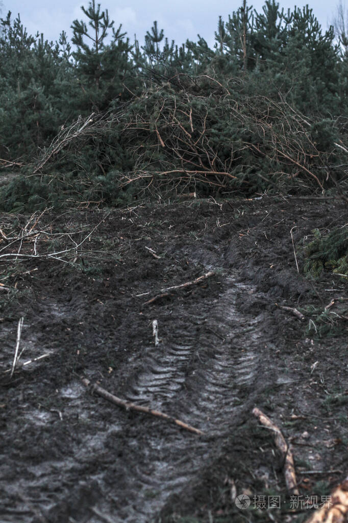 在冬秋森林里收割柴火 锯木厂沼泽化技术与环境灾害 动植物的破坏照片 正版商用图片2p60sp 摄图新视界