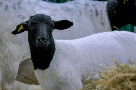 农畜展销会可爱羔羊肖像图片