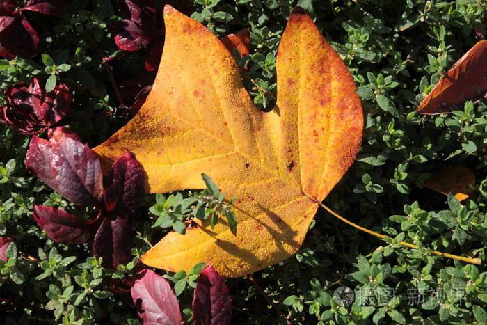 季节 自然 纹理 树叶 森林 枫树 公园 秋天 颜色 落下