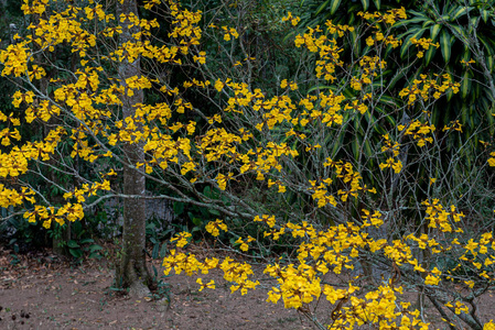 自然界树上的黄色喇叭花图片